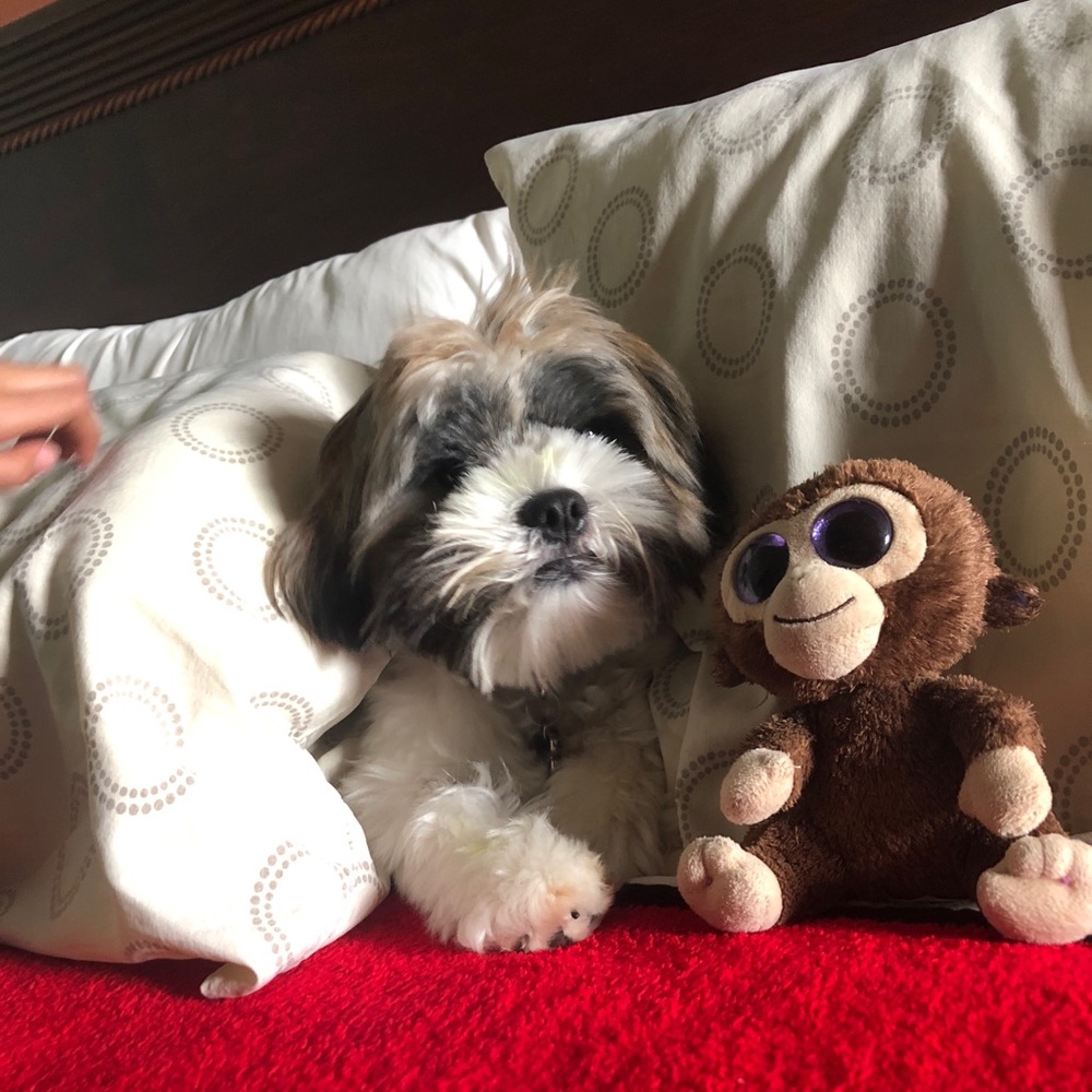 Meet your Posher, Radha